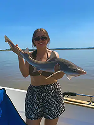 Smoothound